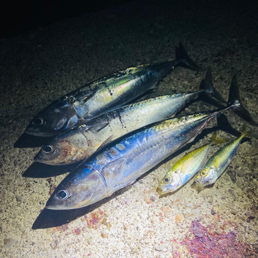 メジカ、アオリイカGET！！