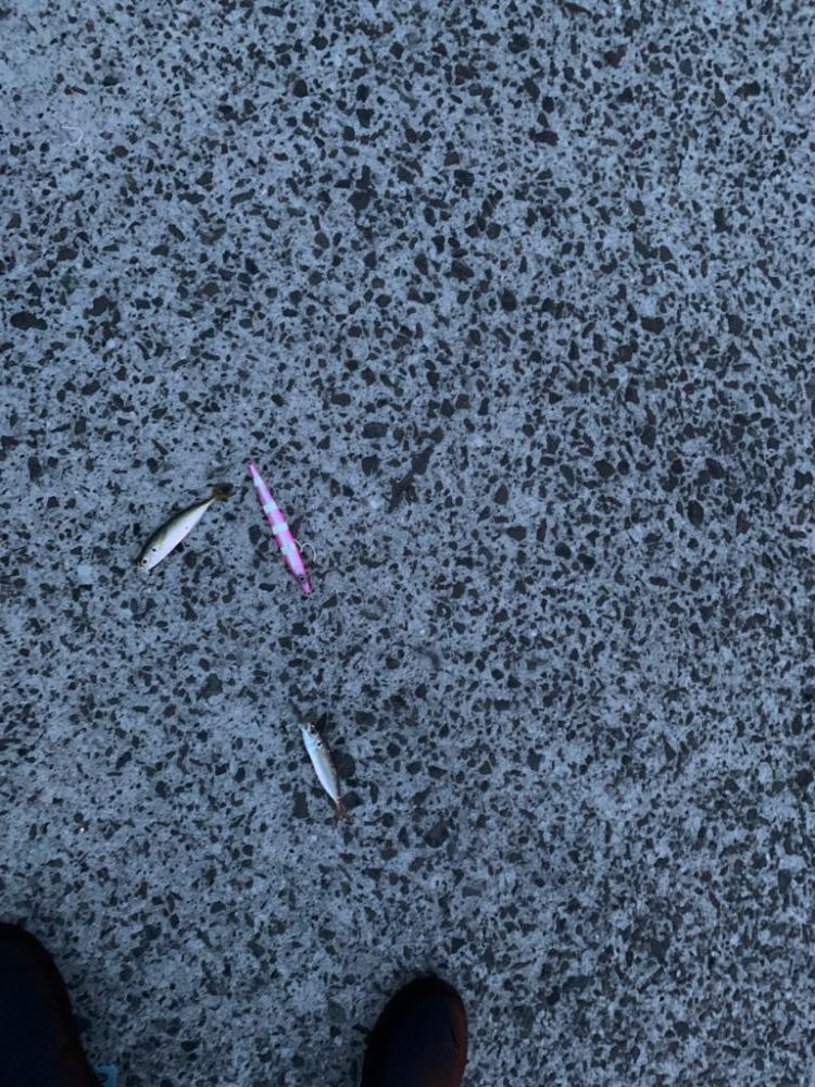 青物狙いだけど。。