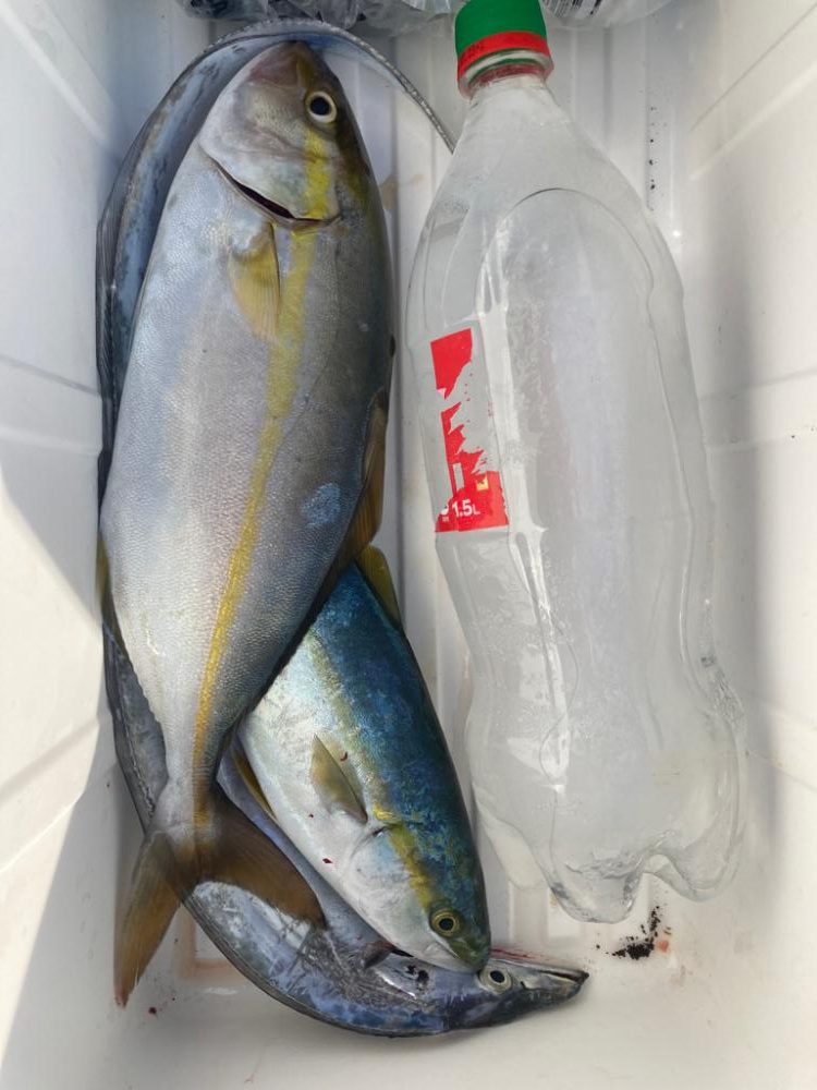 2023ライトゲーム第31選