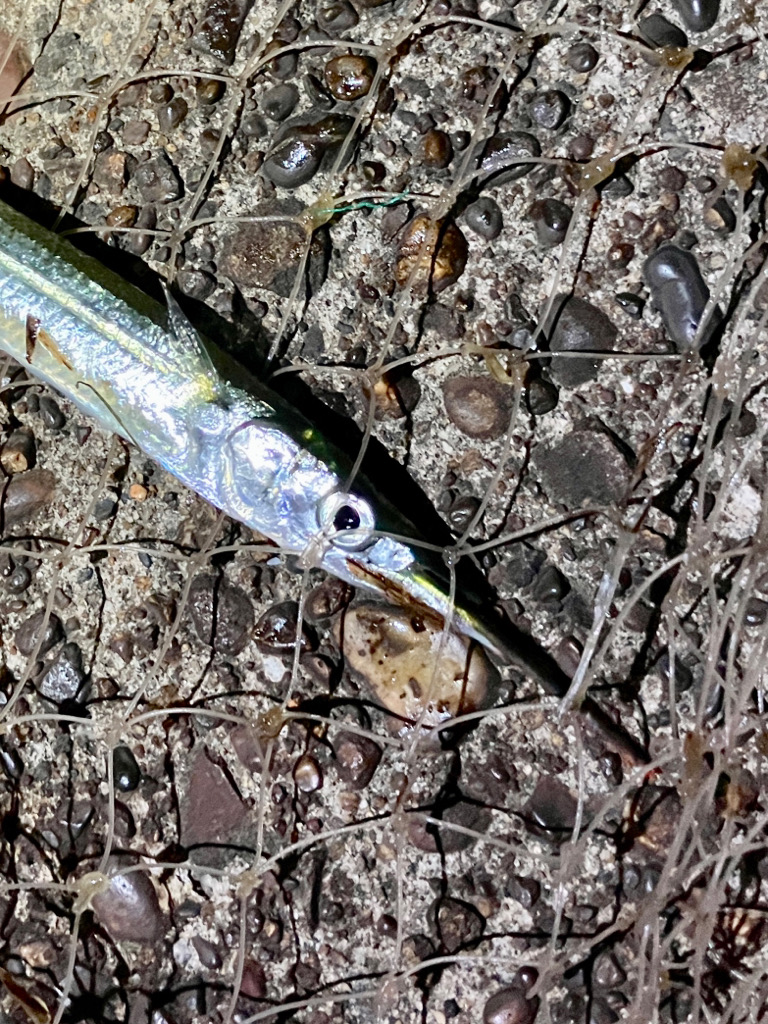 サヨリが湾内に入って来た！