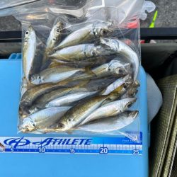 太刀魚釣り、アジ釣り
