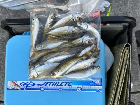 太刀魚釣り、アジ釣り