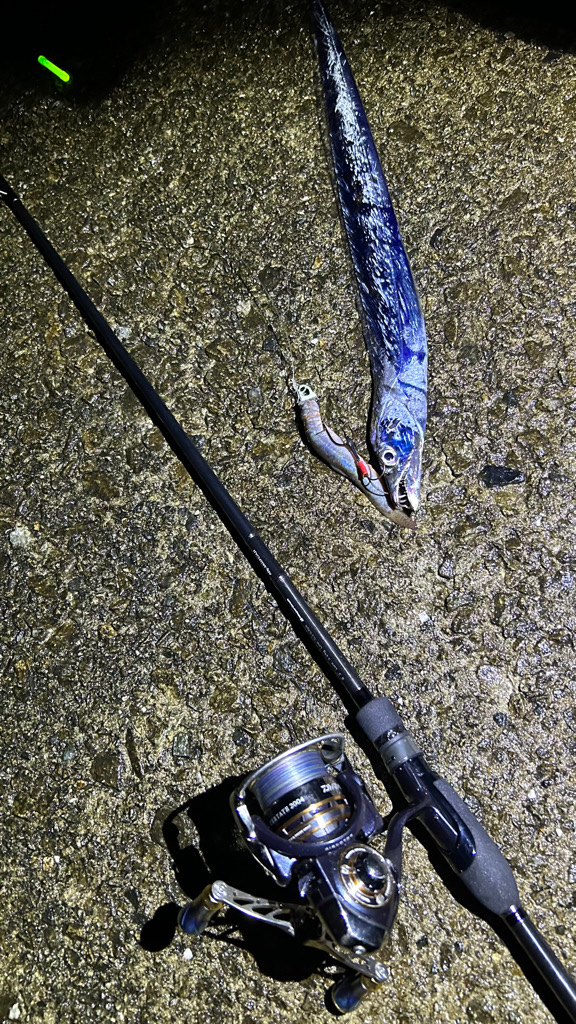 2週間後のタチウオ