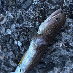 シマウマ坊主でアレ