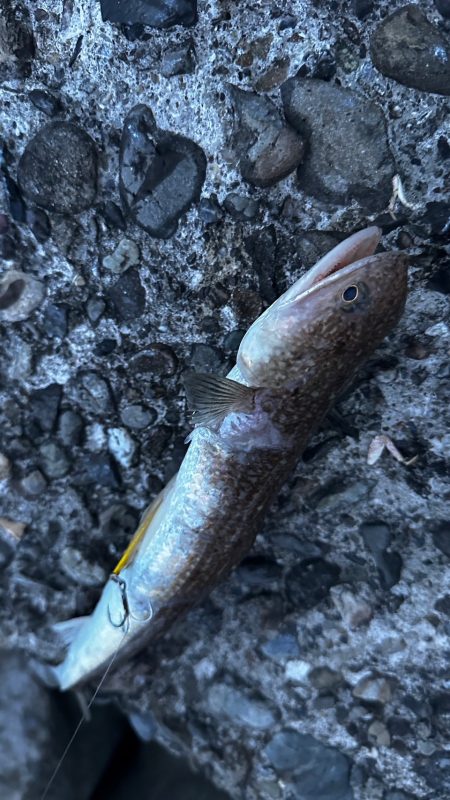 シマウマ坊主でアレ