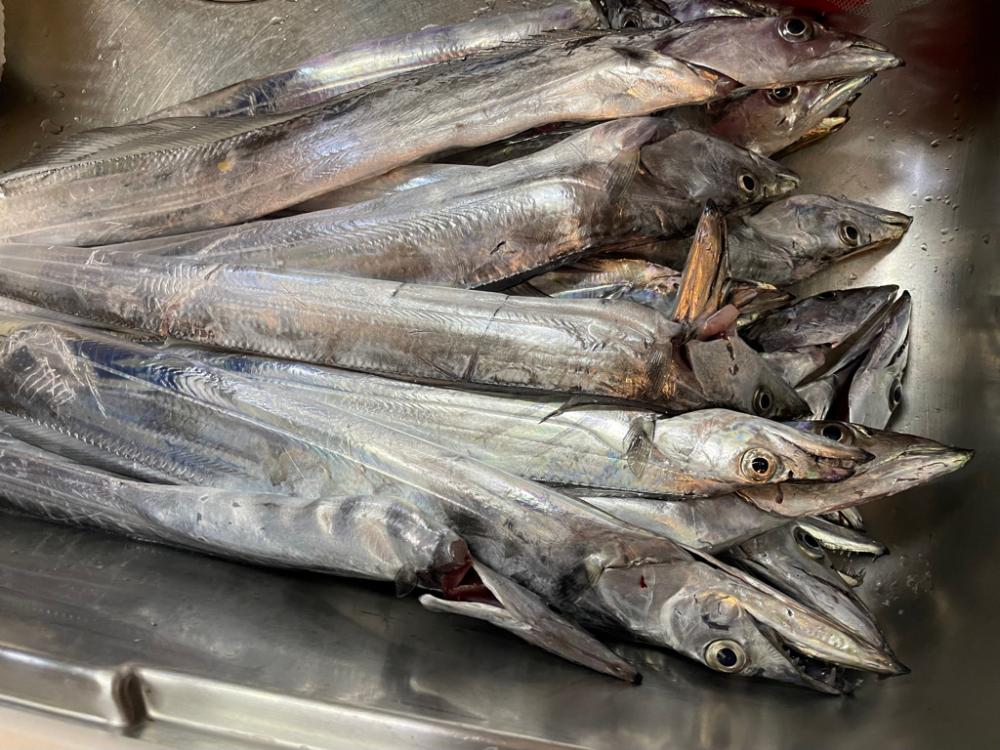 太刀魚わいてますが・・・。