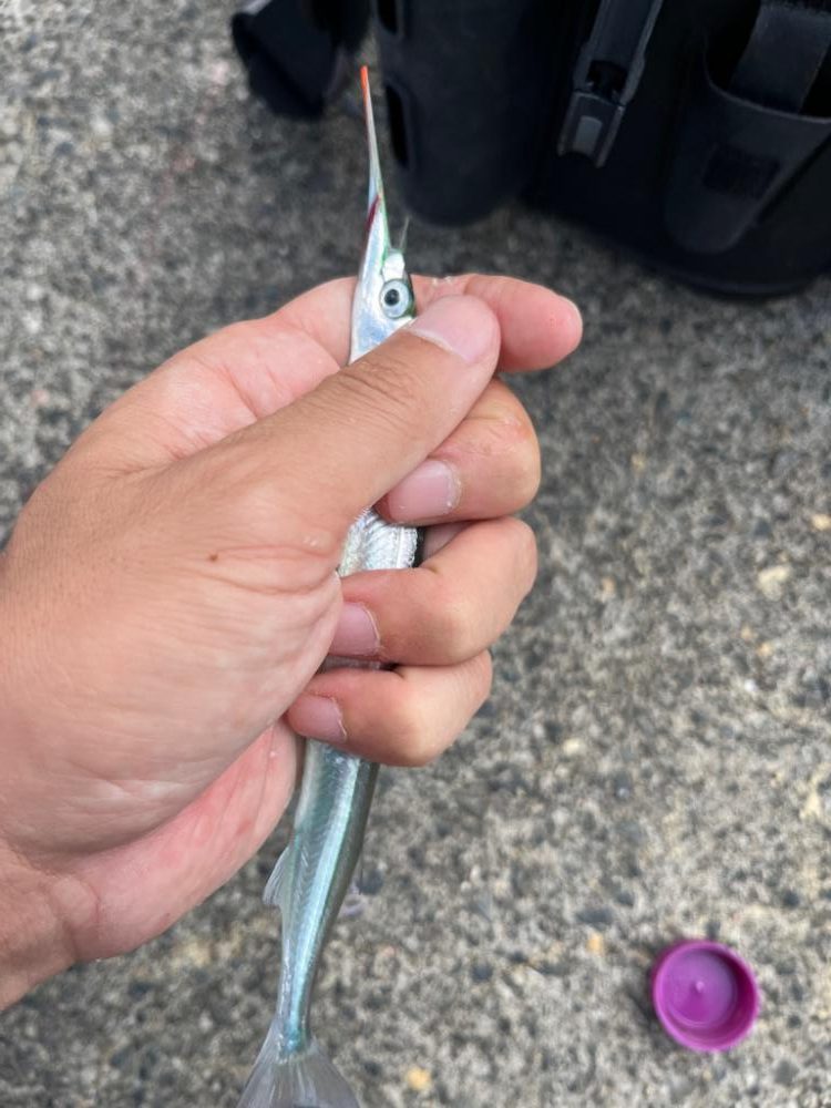 小浜秋の五目釣り