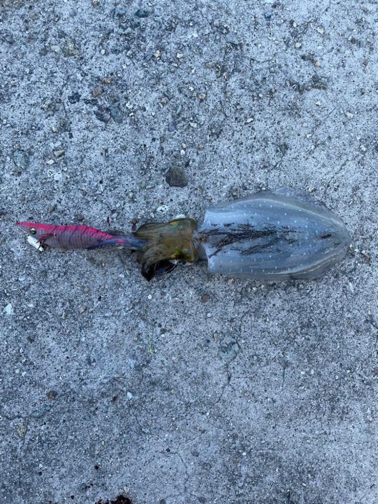 タモが使いたい