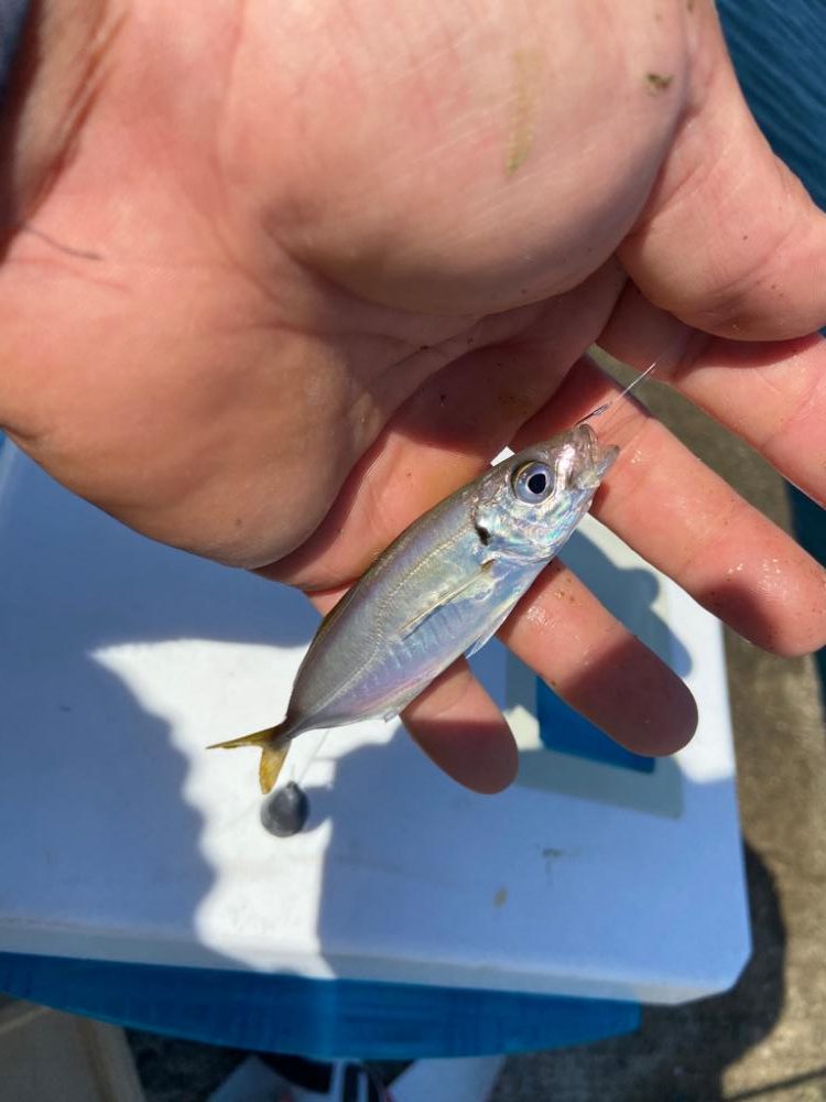 ちょい投げシロギスタのガッシーチャレンジ