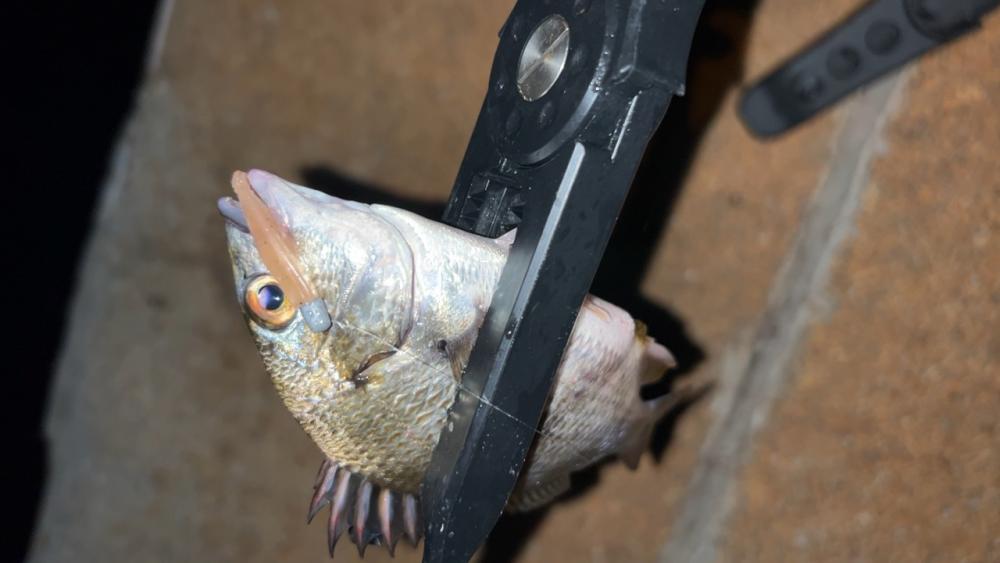 アズーロアンバサダーのお仕事