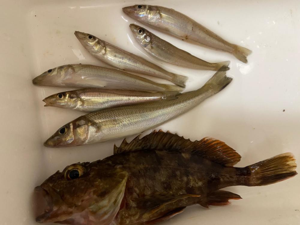 シロギスタのフィールドワーク