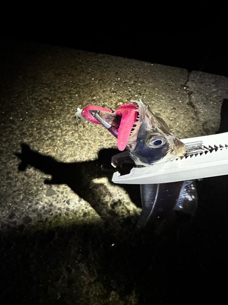 岬町タチウオゲーム