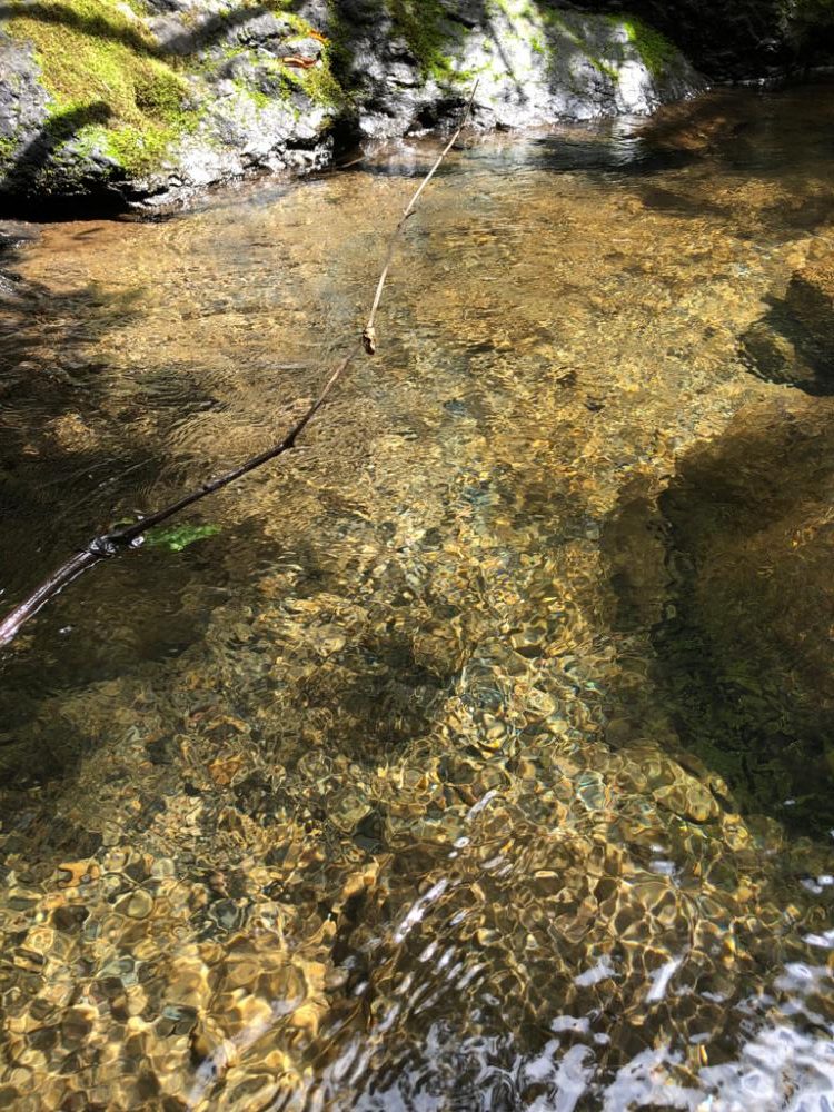 渓流ルアー楽し!