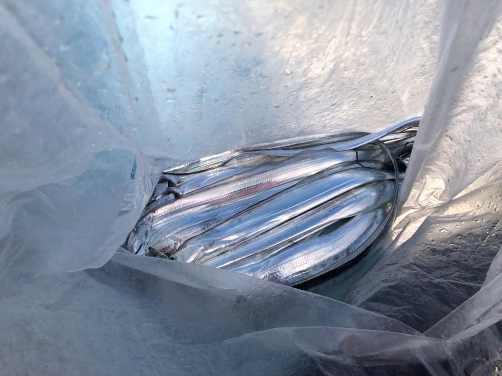 初タチウオ釣り！