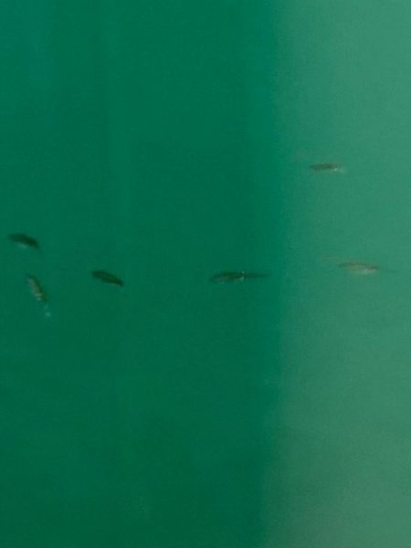 今シーズンの流行カラーは？