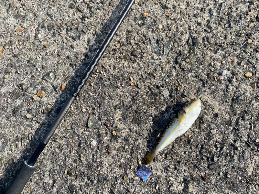 ちょい投げシロギスタの丁稚奉公