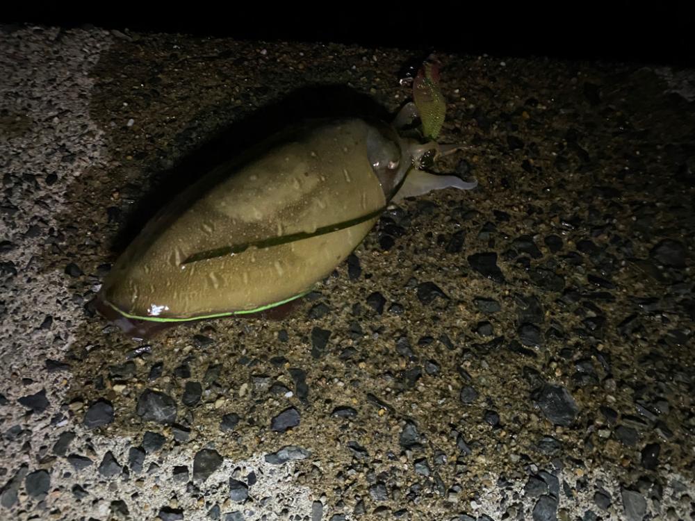 エギ回収のつもりがアオリ連発！！