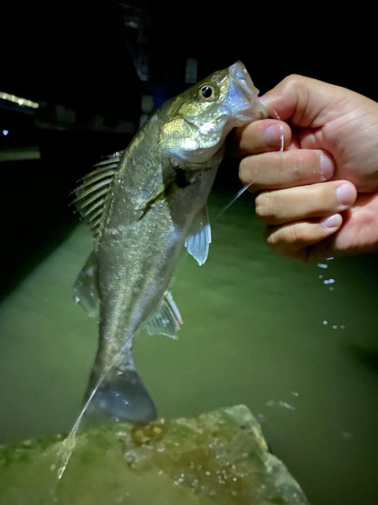 アジング&五目釣り