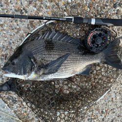 なんとか釣れた