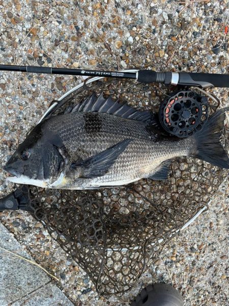 なんとか釣れた