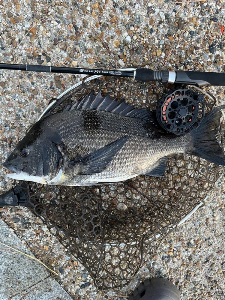 なんとか釣れた