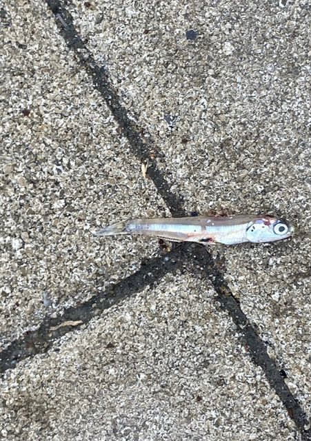 今日も湾奥コスモへ青牙ハットトリック🎶