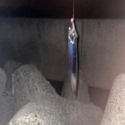 アコウとタチウオ