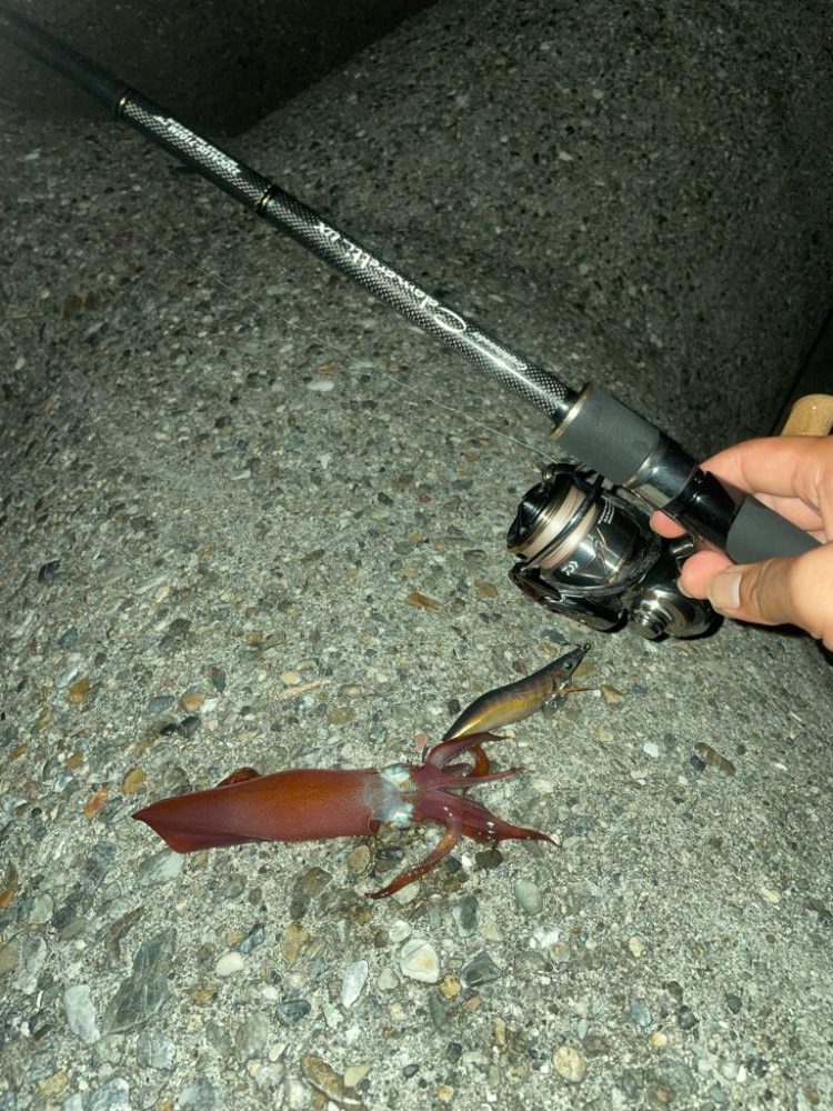 爆風の中のエギング