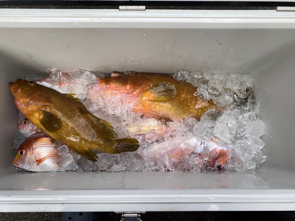 真鯛激渋でした