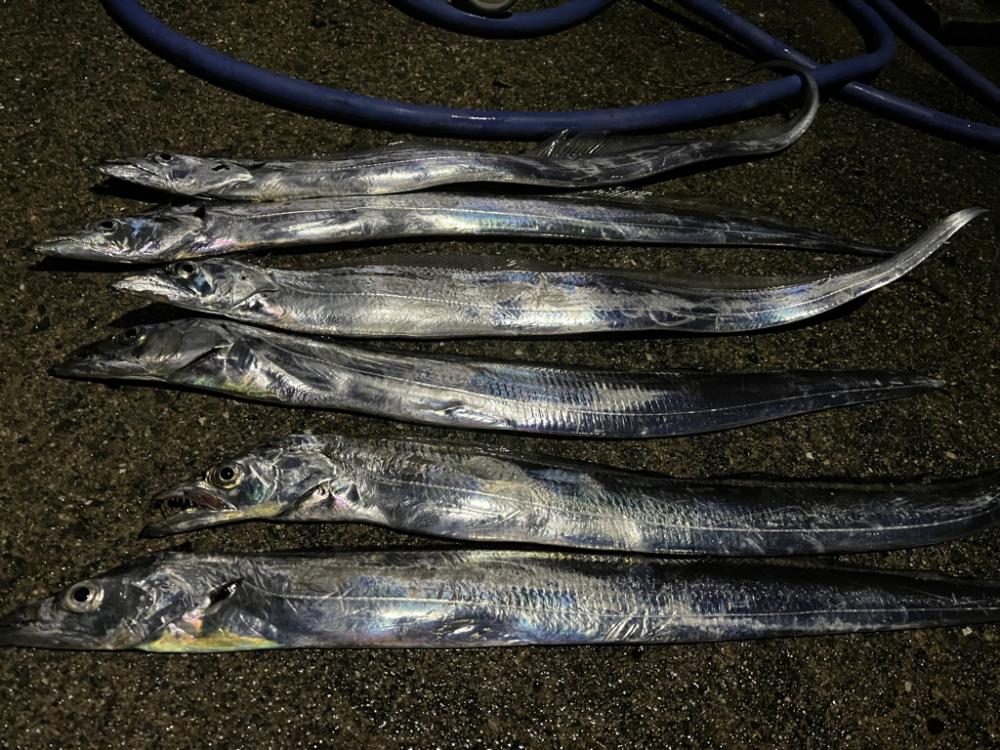 夕方からの釣り