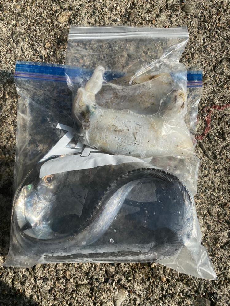 エギで太刀魚⁉️