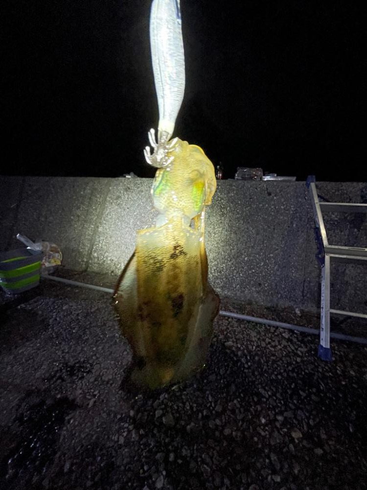 エギングはそこそこ、アジングは…