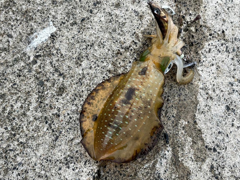 日本海エギング激渋！