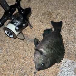 またまたライトゲーム五目達成！