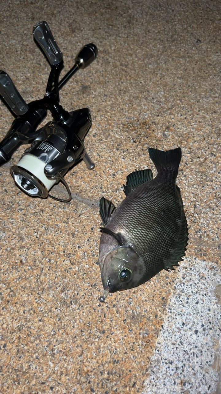 またまたライトゲーム五目達成!