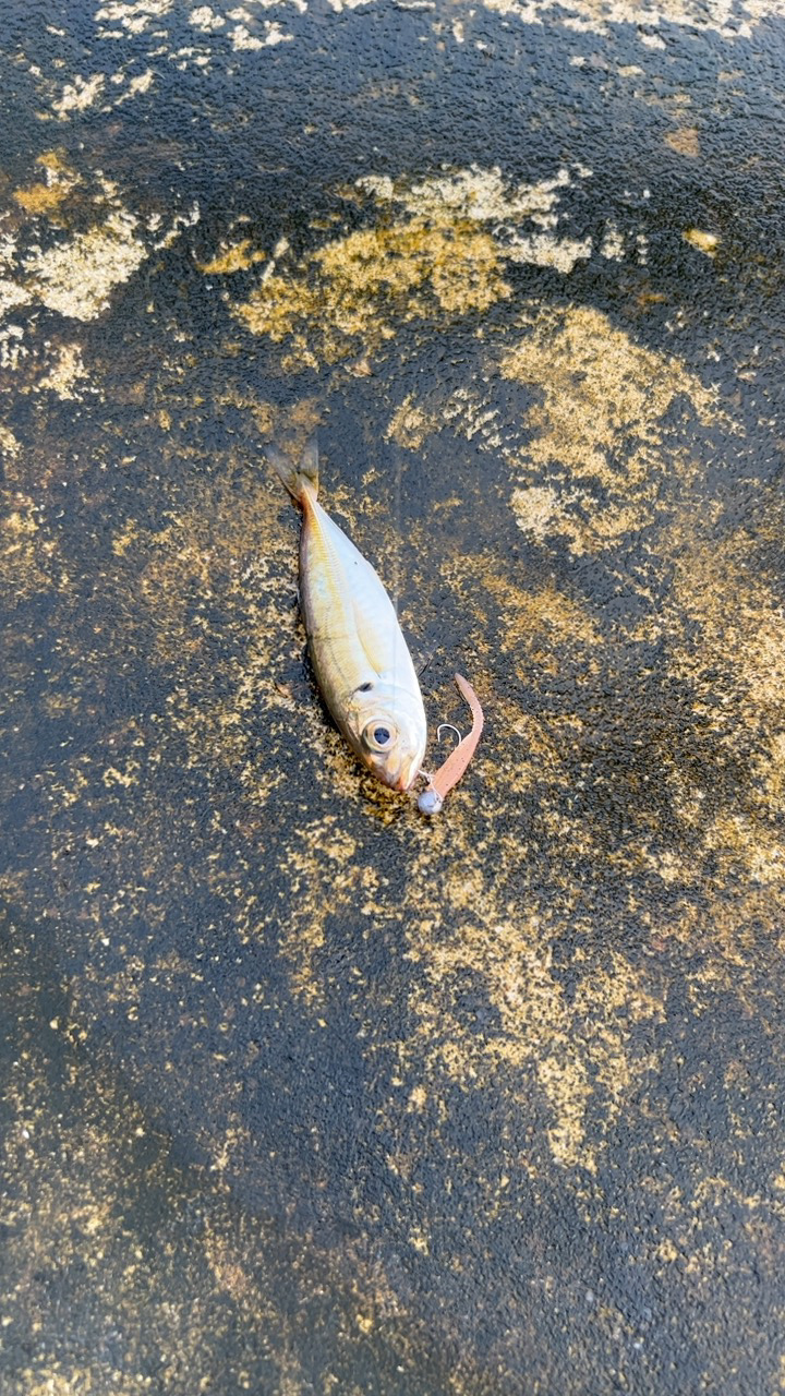 デイアジング♪