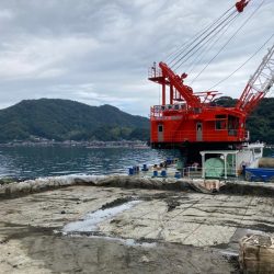 アコウがいいな