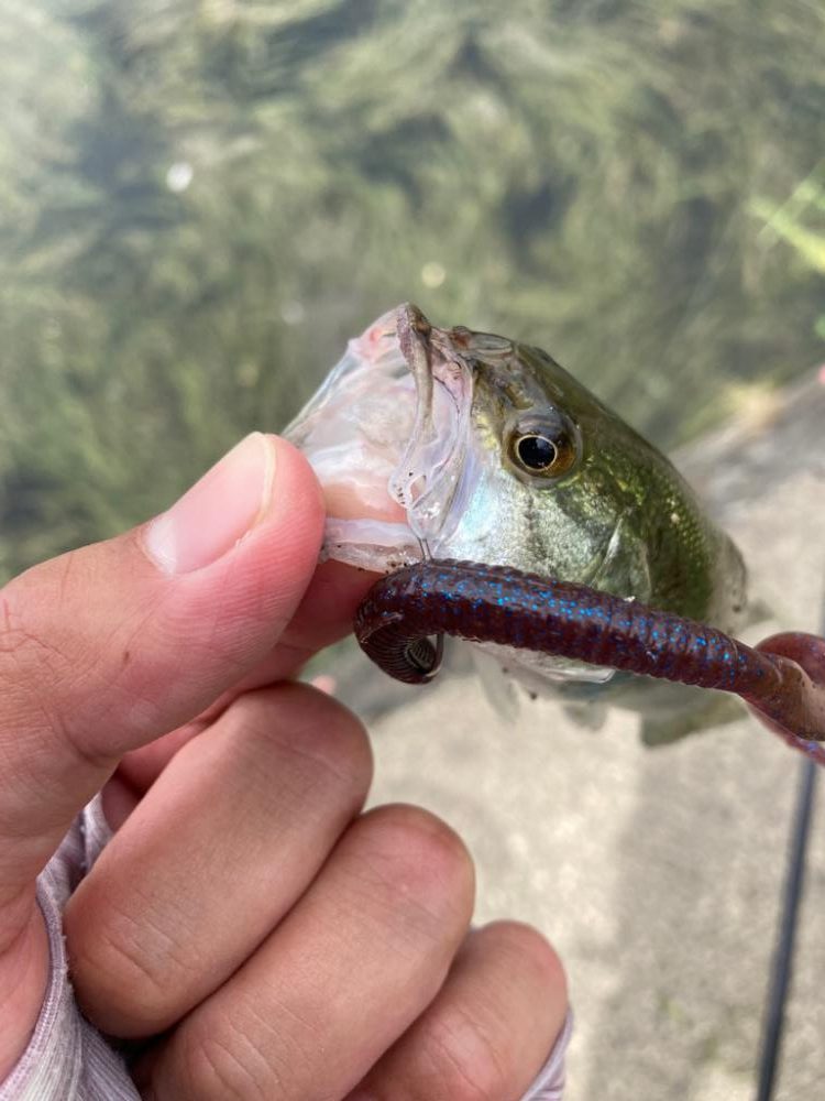 ルーシーが釣れる