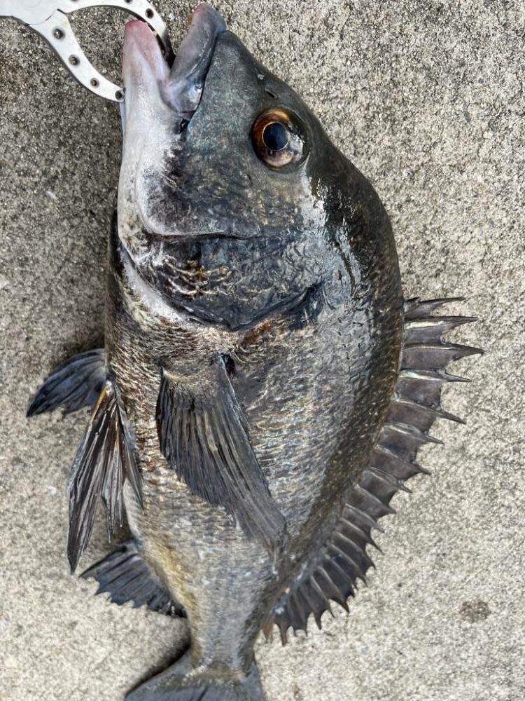 朝マヅメ　イワシの群れあり