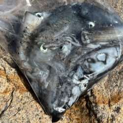 安定の激渋かと思ったら朝から連チャンモード