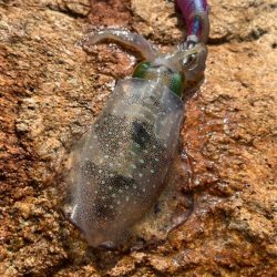 姫路離島でエギング｜超激渋！