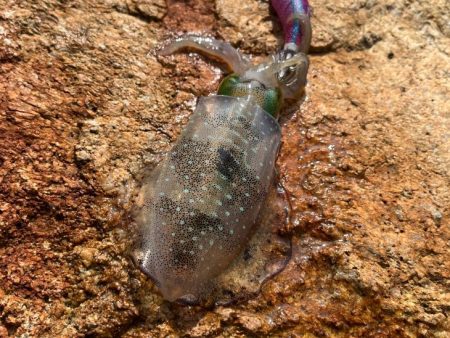 姫路離島でエギング｜超激渋！