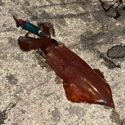 姫路離島でライトエギング