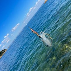 姫路離島のエギング｜激渋で小さいけど数は釣れました！