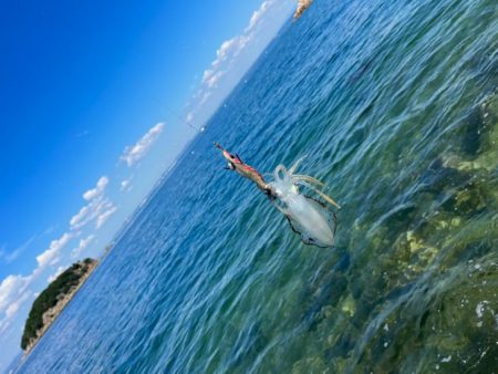 姫路離島のエギング｜激渋で小さいけど数は釣れました！