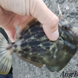 引き釣りでタチウオ2桁！