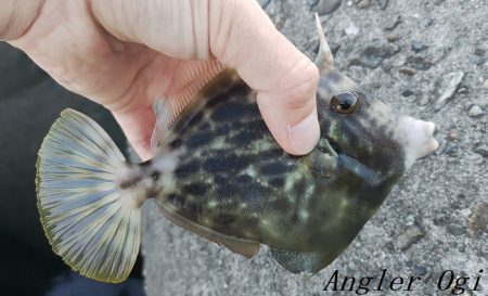 引き釣りでタチウオ2桁！