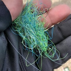 清掃活動：アオリイカ　タチウオです。