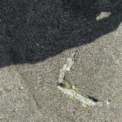 清掃活動：キス爆釣