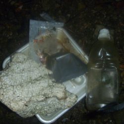 清掃活動：秋雨バス